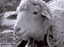 Sheep Chewing GIF - Sheep Chewing GIFs