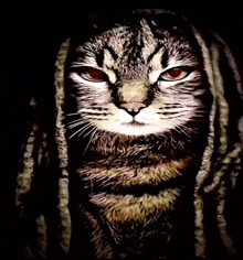 a close up of a cat with dreadlocks on it 's head
