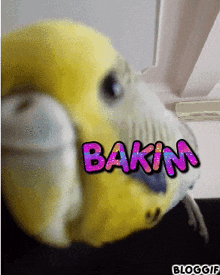 Bakim Bird GIF - Bakim Bird Muhabbet GIFs