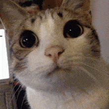 Melon Pi Cat Stare GIF - Melon Pi Cat Stare Akoino GIFs