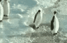 Penguin Help GIF