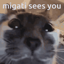 Migati Cat GIF - Migati Cat GIFs
