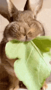 a close up of a rabbit eating a green leaf with its mouth .