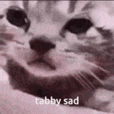 Cat Tabby GIF - Cat Tabby Kitty GIFs