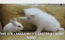 Bunny Slap GIF - Bunny Slap Cat GIFs