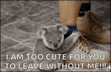 Koala Clingy GIF