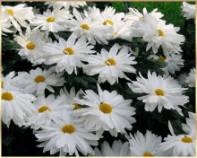 daisys whites morning flowers