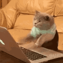 Typing Busy GIF - Typing Busy Cute Cat GIFs
