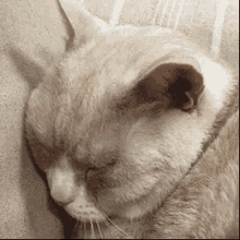 Ying Cat GIF - Ying Cat Hiding GIFs