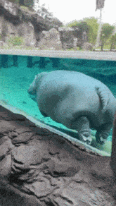 Life Could Be A Dream Begemot GIF - Life Could Be A Dream Begemot Hippo GIFs