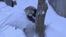 Snow Red GIF - Snow Red Panda GIFs