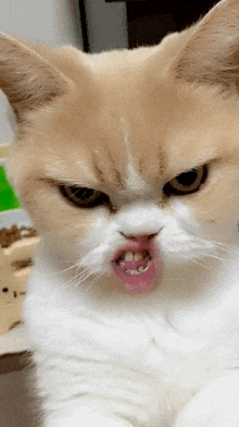 a close up of a cat with a very angry look on its face