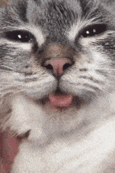 Cat Cat Tongue GIF - Cat Cat Tongue Scary GIFs