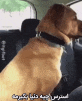 a dog is sitting on the back seat of a car .