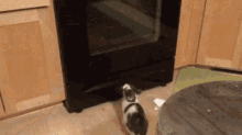 cat jump stove naughty kitty