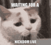 a cat is waiting for a nickdom live show