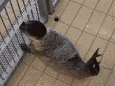 a seal in a cage with holes in it