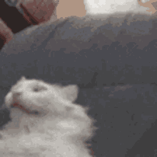 Funny White GIF - Funny White Cat GIFs
