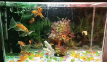 Awesome Fish GIF - Awesome Fish GIFs