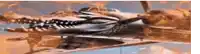 a painting of a plane with a crocodile 's head on the side .
