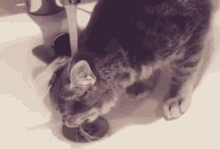 Cat Drinking Cat GIF - Cat Drinking Cat Cute Cat GIFs