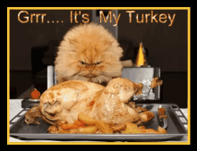 Turkey Grumpy Cat GIF - Turkey Grumpy Cat My Turkey GIFs