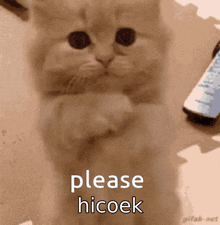 Please Hicoek Cat GIF