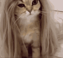 Cat Hair GIFs | Tenor
