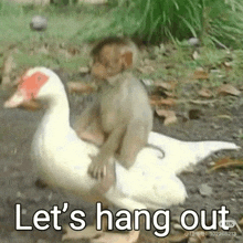 a monkey is riding a duck with the words `` let 's hang out '' written on it .