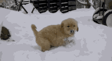 Snow Puppy GIF