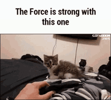 The Force Is Stong Cat GIF - The Force Is Stong Cat GIFs