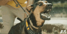 Barking Crixus GIF - Barking Crixus Americas Top Dog GIFs