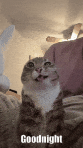 a cat with its tongue hanging out and the words goodnight written below it