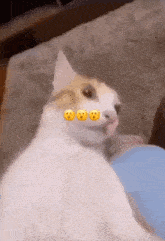 a white cat with three yellow smiley faces on its face .