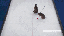 Curling Marmots GIF