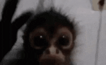 Confused Monke GIF - Confused Monke Monkey GIFs