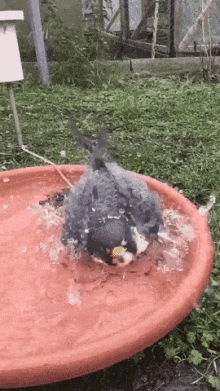 birds bird bath falcon