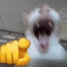 мемы с котами GIF - мемы с котами GIFs