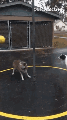 Playing Dogs GIF - Playing Dogs Chasing GIFs