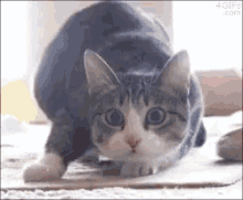 Shaq Cat And The Kitten Wiggle Butt GIF - Shaq Cat And The Kitten Wiggle Butt Shaq Meme GIFs