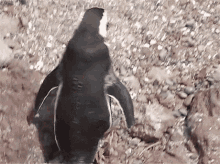 Pinguim Caminhando Turismo De Primeira GIF - Pinguim Caminhando Turismo De Primeira Pinguim Indo Embora GIFs