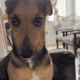 a close up of a dog looking at the camera in a living room