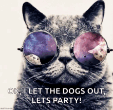 lets party smile cat shades on let the dogs out