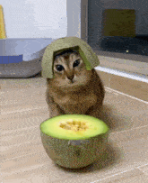 Watermelon Cat GIF - Watermelon Cat Funny GIFs