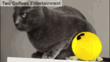 Pacman Gaming GIF - Pacman Gaming Funny Cat GIFs