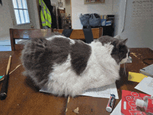 a cat is sitting on a table next to a tube of colgate