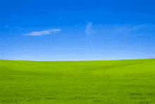 a cartoon penguin stands in a grassy field with a blue sky in the background