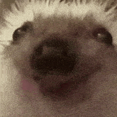 a close up of a hedgehog 's face looking at the camera with its mouth open .