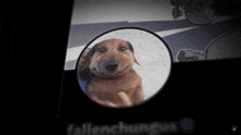 a picture of a dachshund in a mirror with the name fallenchungus
