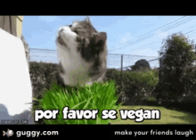 Please Be Vegan Cat GIF - Please Be Vegan Cat Por Favor GIFs